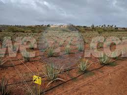 Bonaire's Only Aloe Plantation Faces Closure as OLB Ends Land Lease