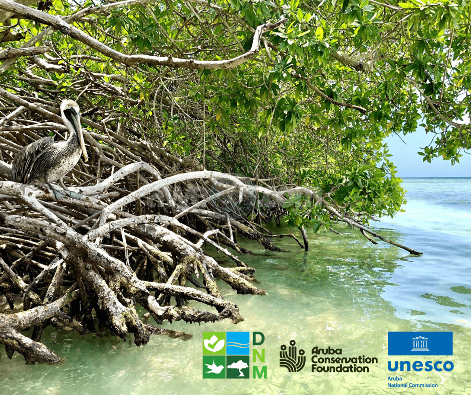 Dia Internacional di Conservacion di Mata di Mangel:Aruba su status di UNESCO ‘Biosphere Reserve’ ta reforsa conservacion matanan di mangel.