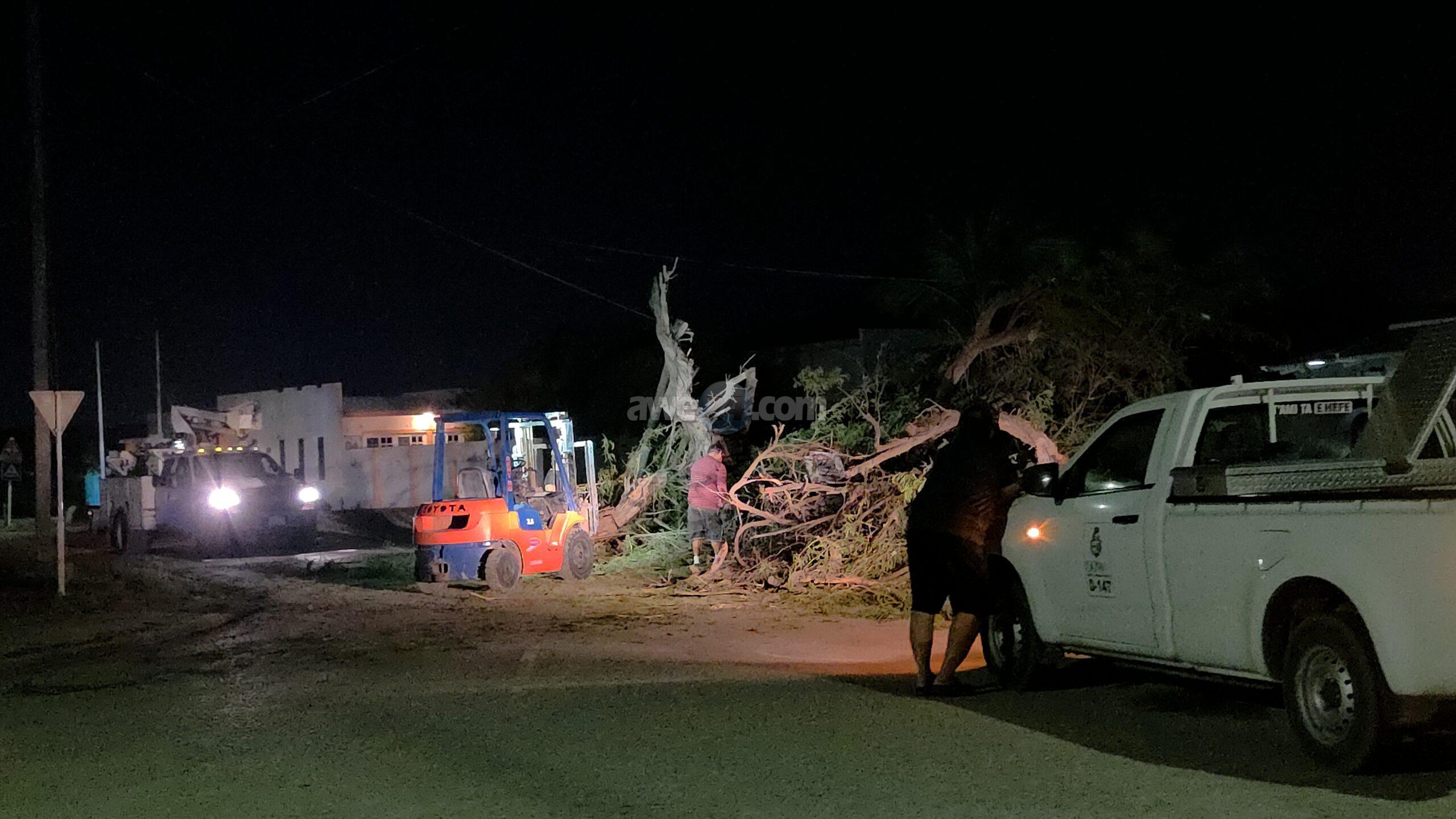 Large Tree Falls and Blocks Road in Tanki Leendert, Aruba